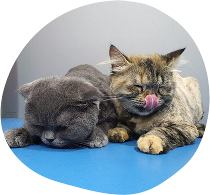 Signs It's Time To Book A Visit With A Cat Groomer